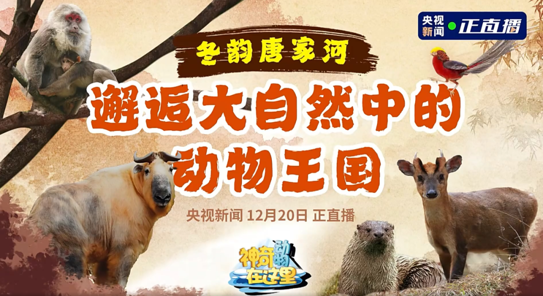 媒体聚焦 | 央视新闻走进唐家河，邂逅冰雪童话世界的动物王国